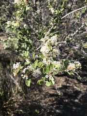 Ceanothus perplexans