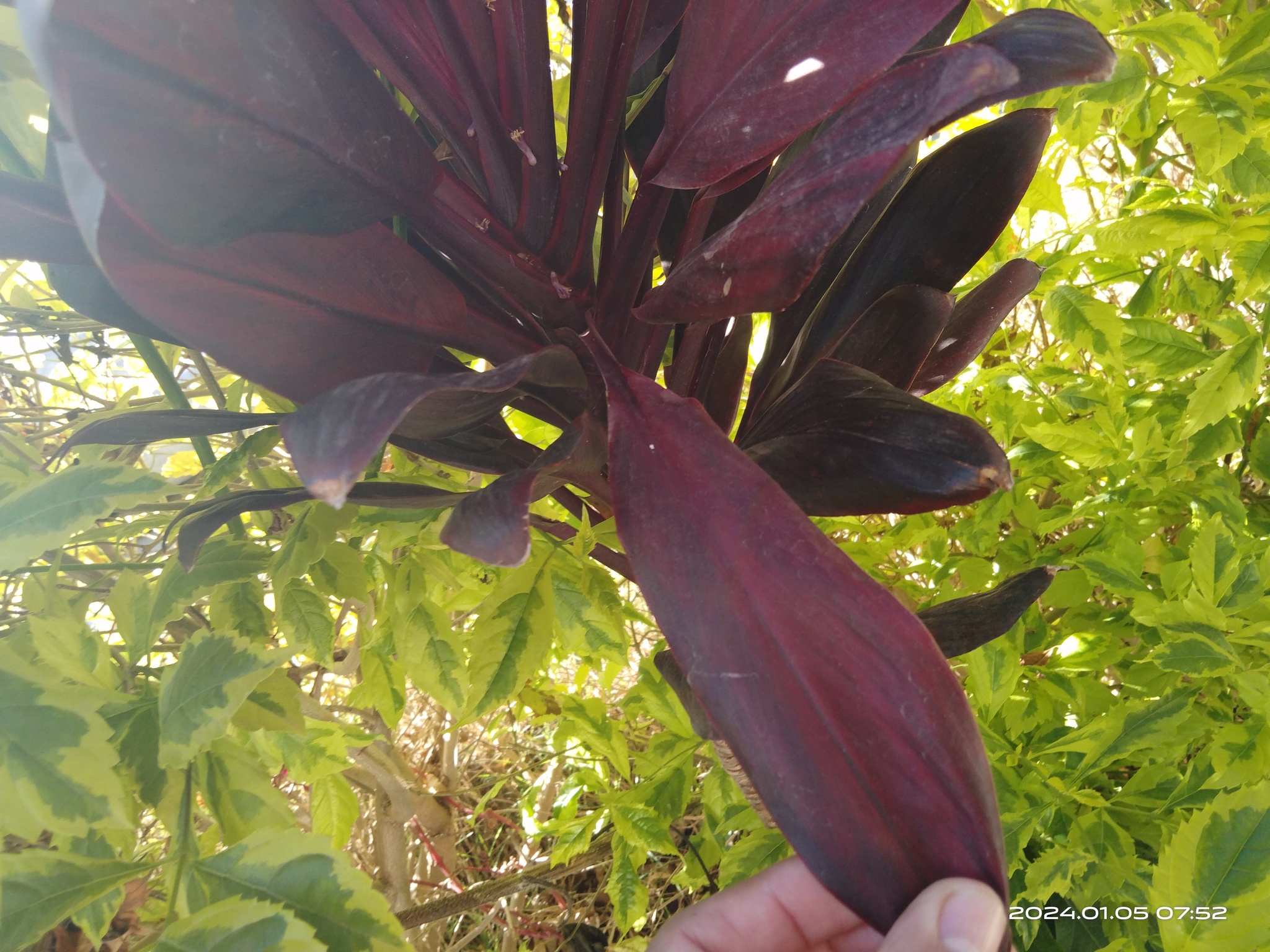 Imagem de Dracena