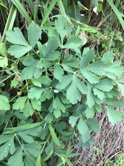 Peucedanum japonicum