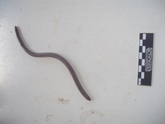 Amphisbaena darwinii