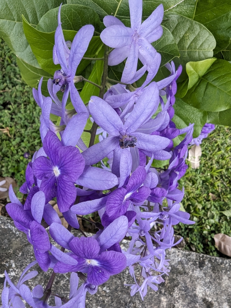 Foto de Primavera