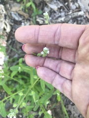 Myosotis macrosperma
