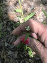Myosotis macrosperma