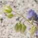 Emmenanthe penduliflora - Photo (c) Timothy Eric Robinson, algunos derechos reservados (CC BY-NC), subido por Timothy Eric Robinson