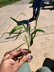 Baccharis angustifolia