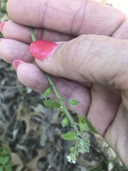 Myosotis macrosperma