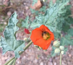 Sphaeralcea hastulata
