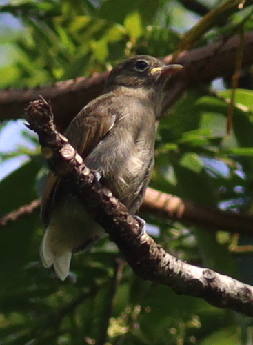 Cassin's Honeybird (Prodotiscus insignis)
