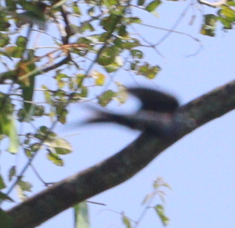 Fanti Saw-wing (Psalidoprocne obscura), photo 7