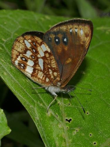 Lymanopoda labda