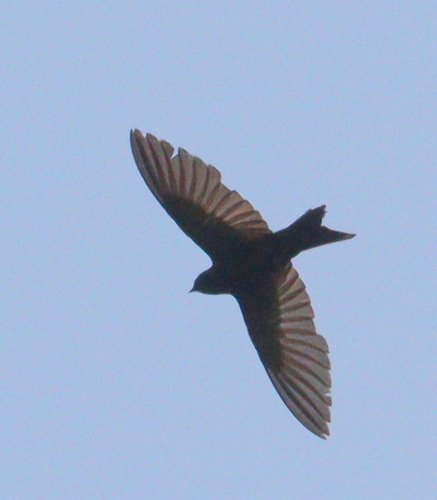 Fanti Saw-wing (Psalidoprocne obscura), photo 4
