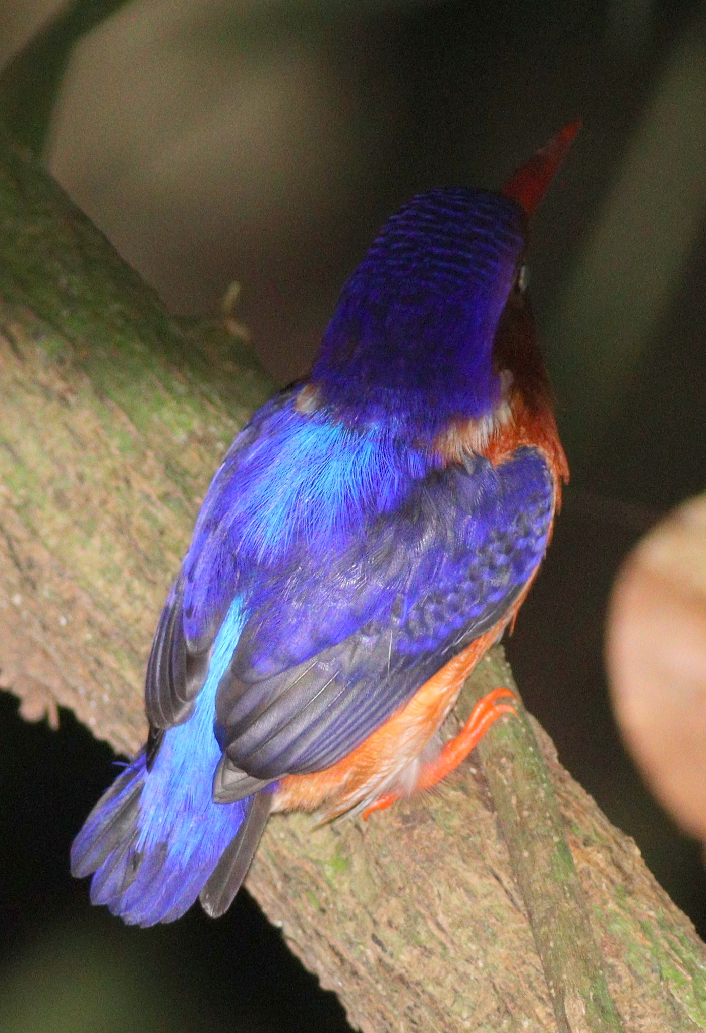 White-bellied Kingfisher (Corythornis leucogaster), photo 2