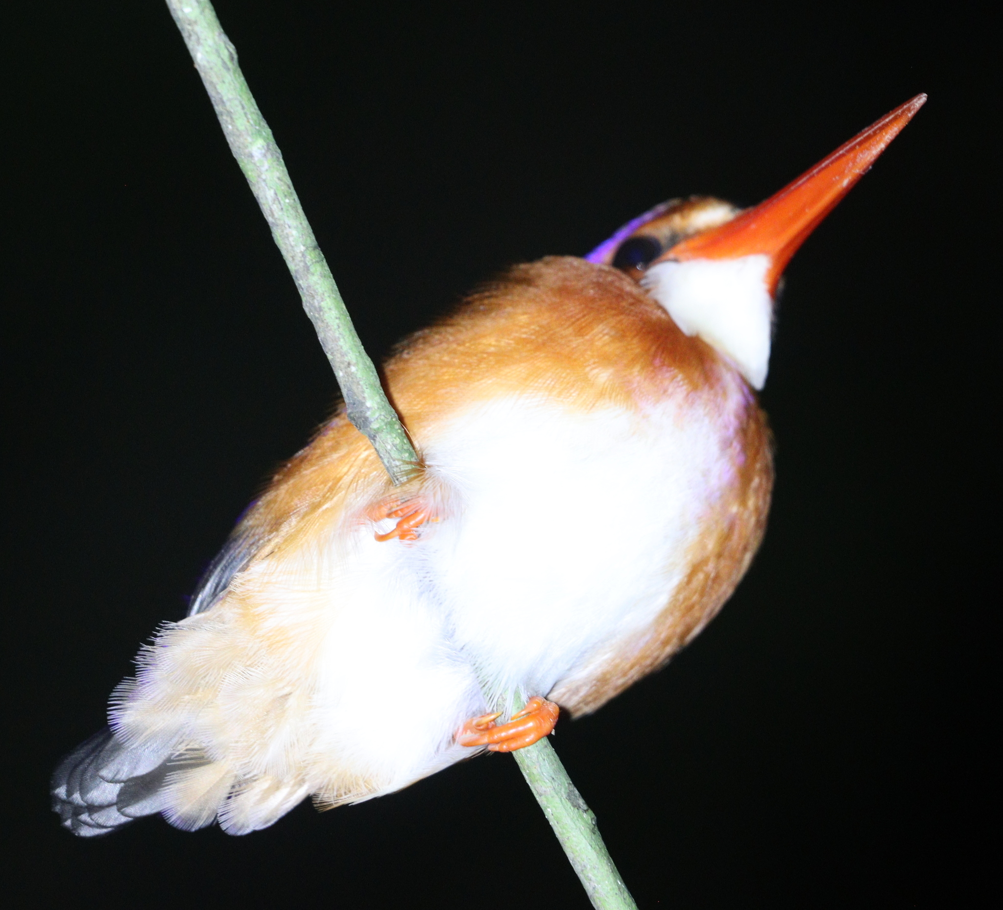 White-bellied Kingfisher (Corythornis leucogaster), photo 3