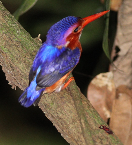 White-bellied Kingfisher (Corythornis leucogaster)