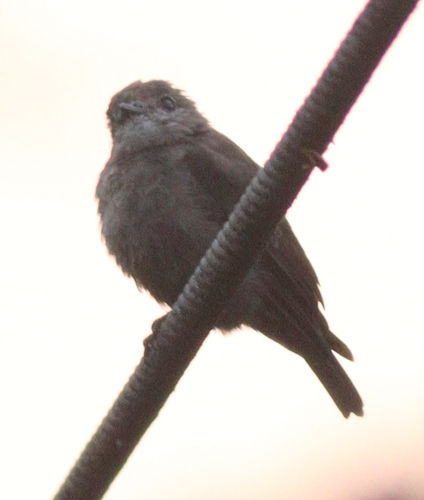 Ussher's Flycatcher (Artomyias ussheri), photo 10