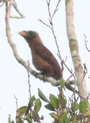 Naked-faced Barbet (Gymnobucco calvus), photo 3
