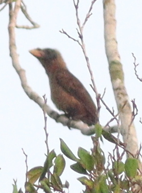 Naked-faced Barbet (Gymnobucco calvus), photo 3