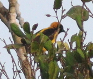 Preuss's Weaver (Ploceus preussi), photo 1