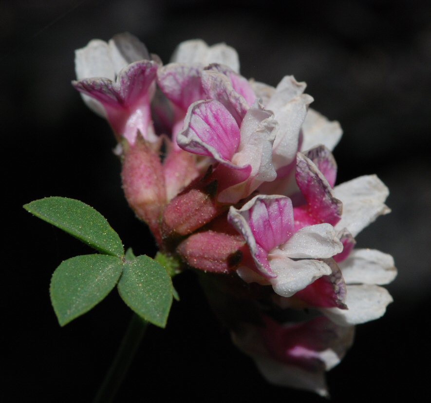 Hosackia stipularis