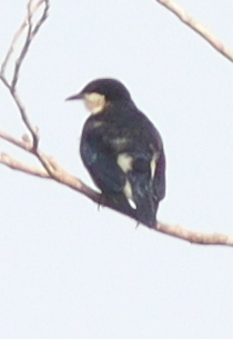 Violet-backed Hyliota (Hyliota violacea), photo 5
