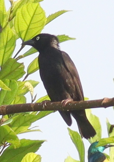 Maxwell's Black Weaver (Ploceus albinucha), photo 3