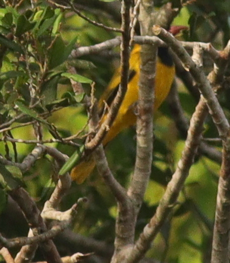 Black-winged Oriole (Oriolus nigripennis), photo 8