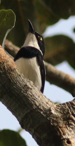 Fernando Po Batis (Batis poensis)