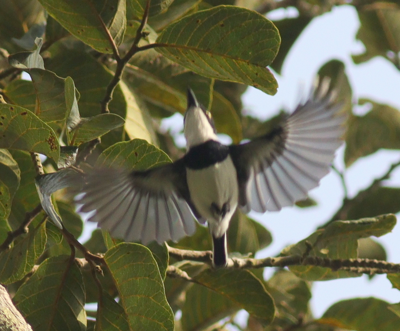 Fernando Po Batis (Batis poensis), photo 2