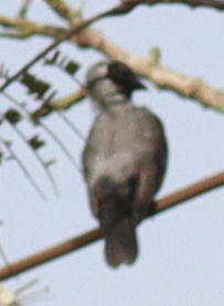 Grey-headed Nigrita illustration