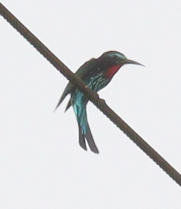 Black Bee-eater illustration