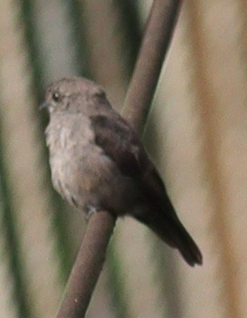 Ussher's Flycatcher (Artomyias ussheri), photo 2