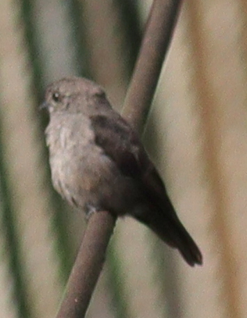 Ussher's Flycatcher illustration