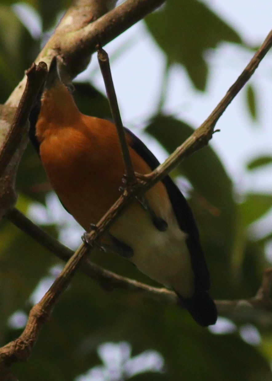 Violet-backed Hyliota (Hyliota violacea), photo 8