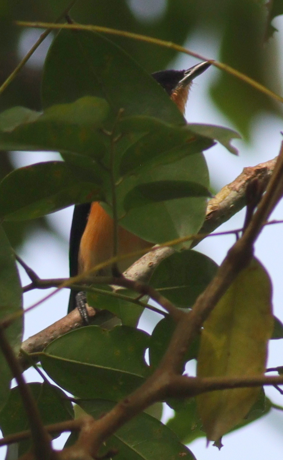 Violet-backed Hyliota (Hyliota violacea), photo 10
