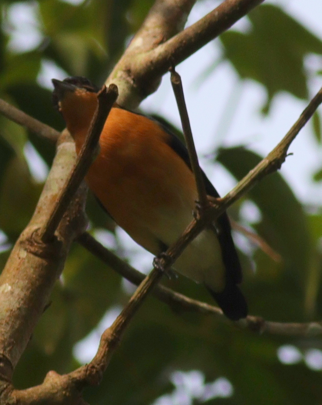 Violet-backed Hyliota (Hyliota violacea), photo 9