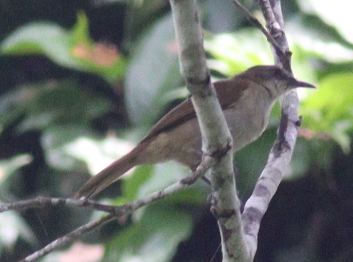 Slender-billed Greenbul (Stelgidillas gracilirostris), photo 7