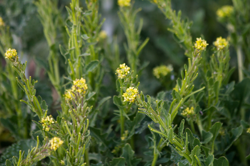 Sisymbrium runcinatum