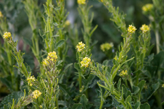 Sisymbrium runcinatum