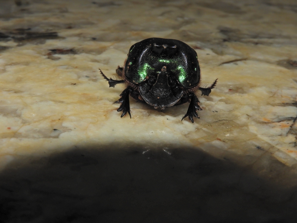 Coprophanaeus acrisius