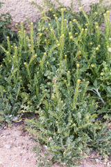 Sisymbrium runcinatum