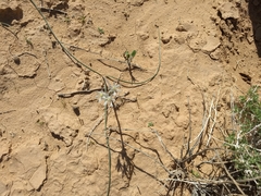 Androstephium breviflorum