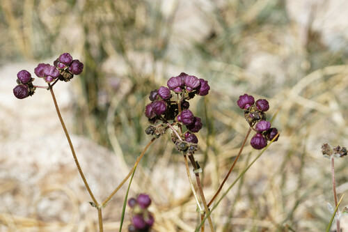 Calceolaria arachnoidea (Calceolaria arachnoidea)
