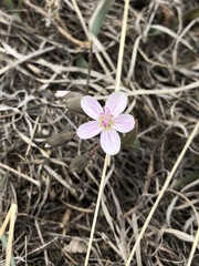 Claytonia rosea