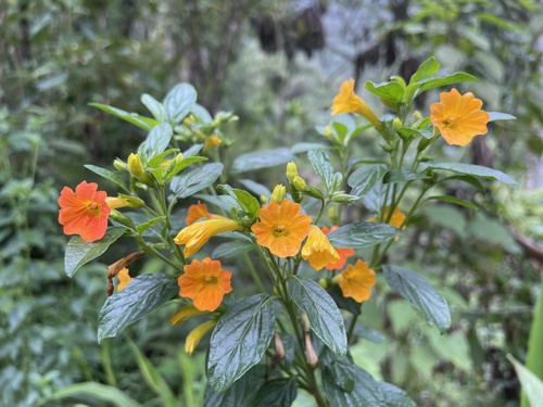 Foto de Marmelinho