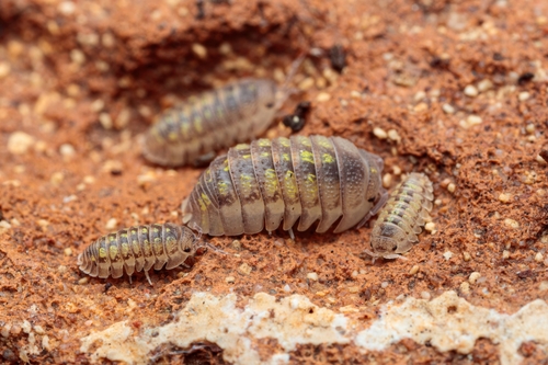 Granulated Pill Woodlouse, Palais du bey, photo 6 of 10