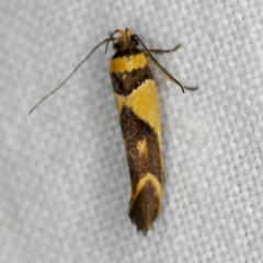 Macrobathra chrysotoxa