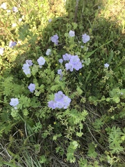 Phacelia hirsuta