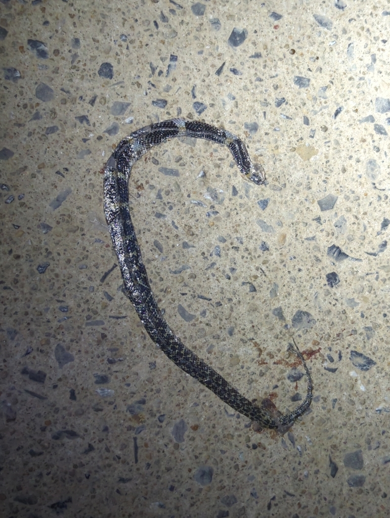 Laotian Wolf Snake In January 2024 By Adam Aslam INaturalist   Large 