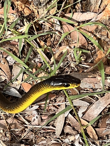 Common Tree Snake sighting