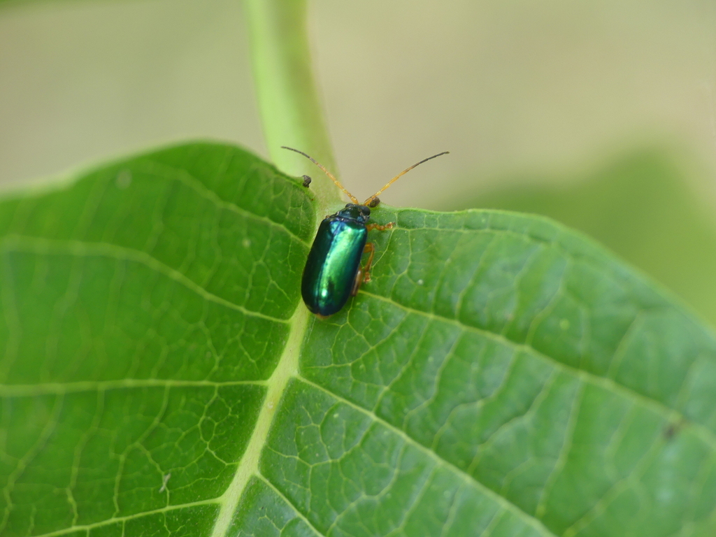 Physonychis nigricollis
